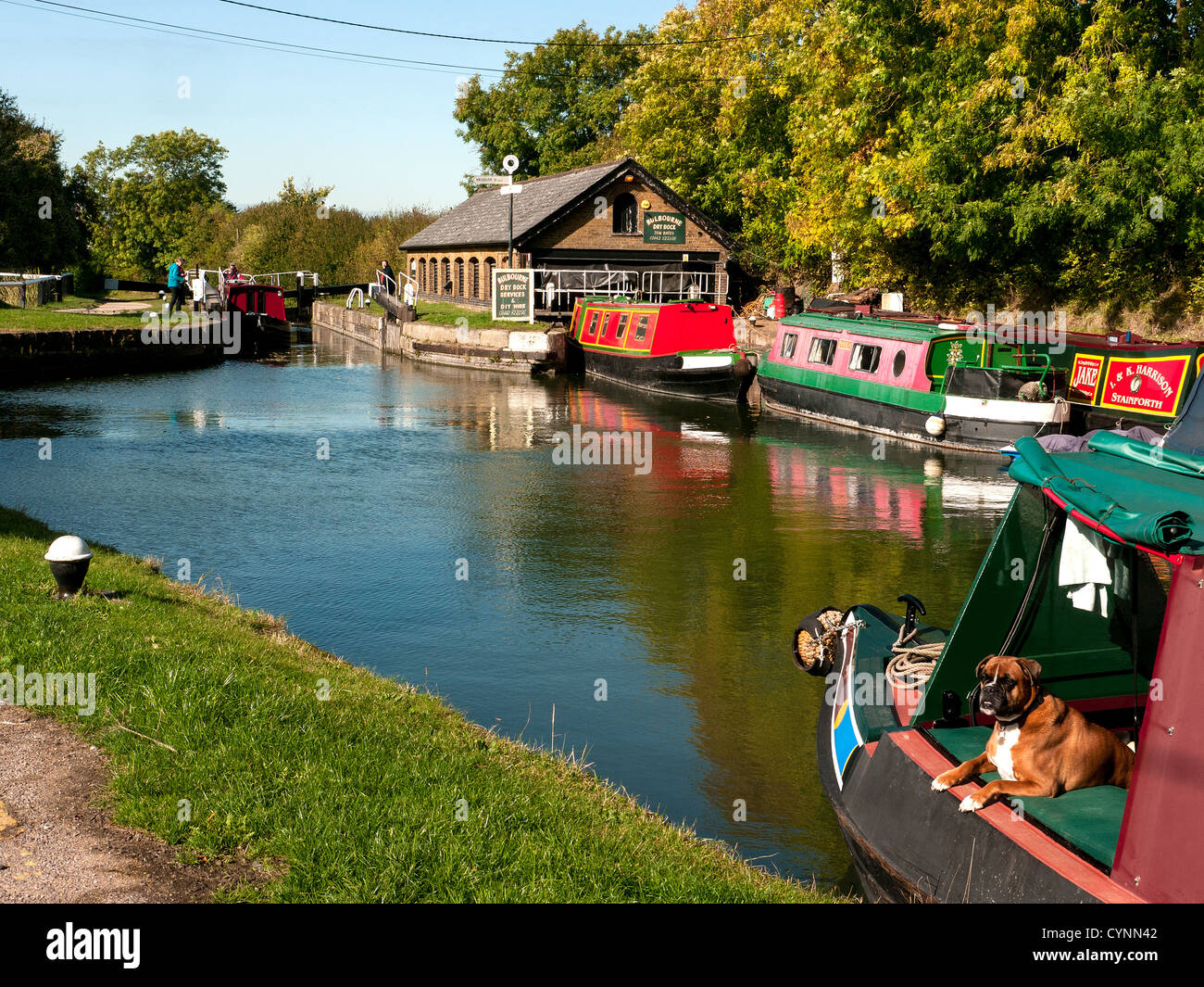 Narrow boats at Bulbourne dry dock and DIY hire on the Grand Union Canal at Marsworth, Bucks UK with a brown and white Boxer dog Stock Photo