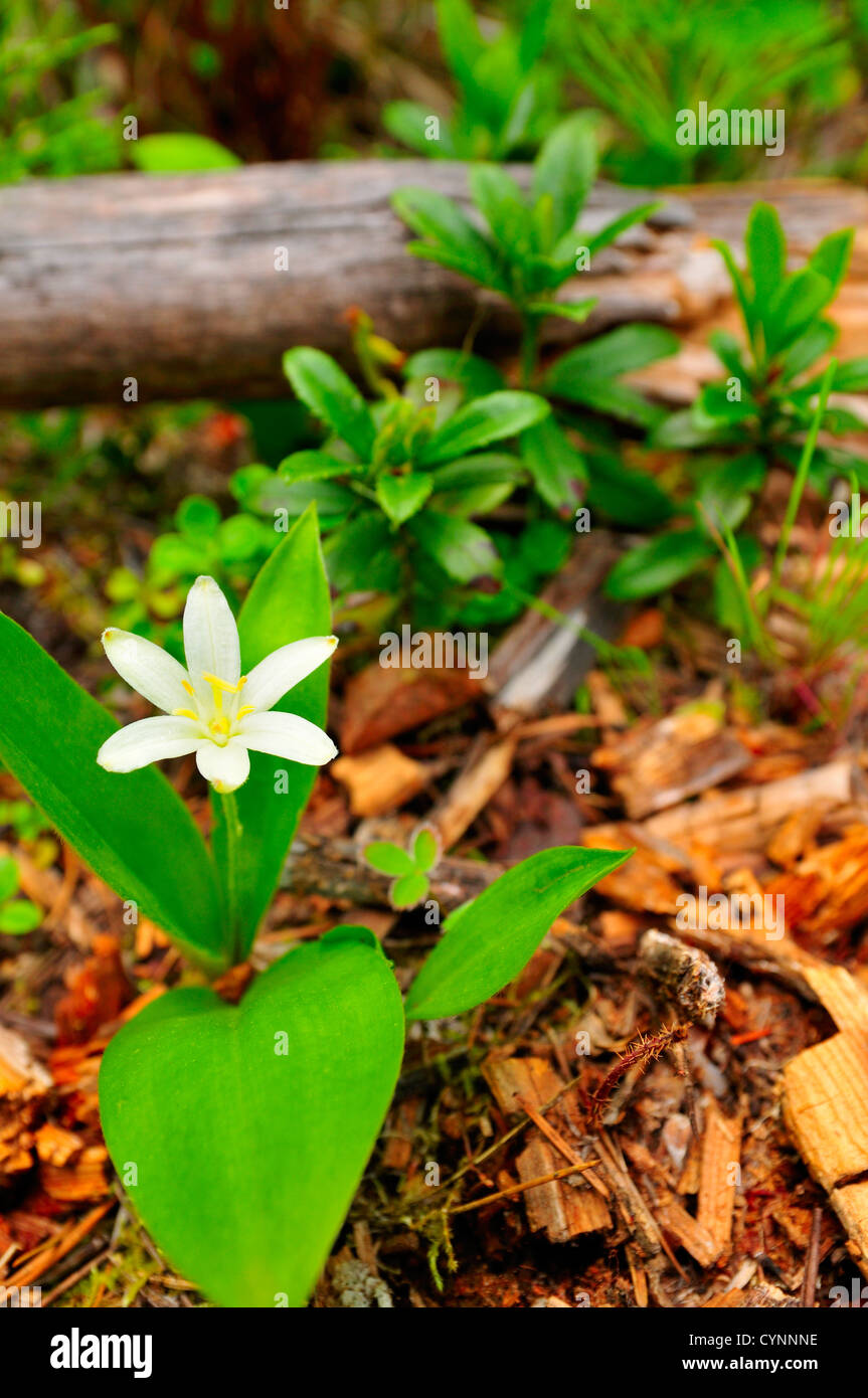 Forest Floor in the Flathead Valley with Queen's cup and Prince's Pine. Stock Photo