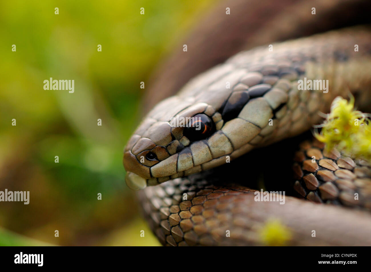 Common garter snake close-up Stock Photo