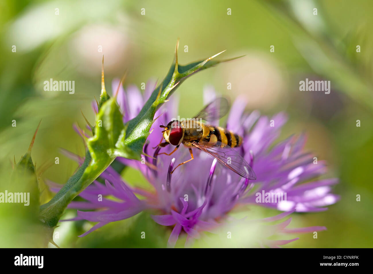 Marmelade Hoverfly on a brown ray knapweed Stock Photo