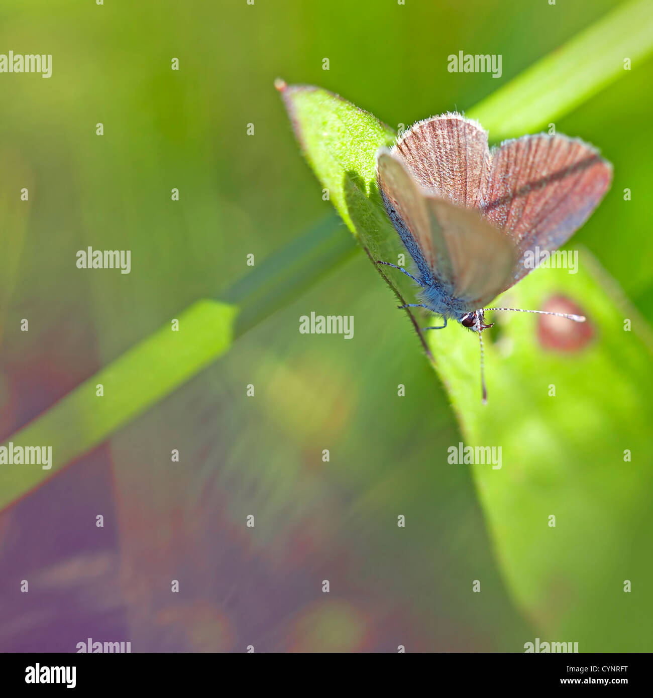 Common blue butterfly on a brown ray knapweed Stock Photo