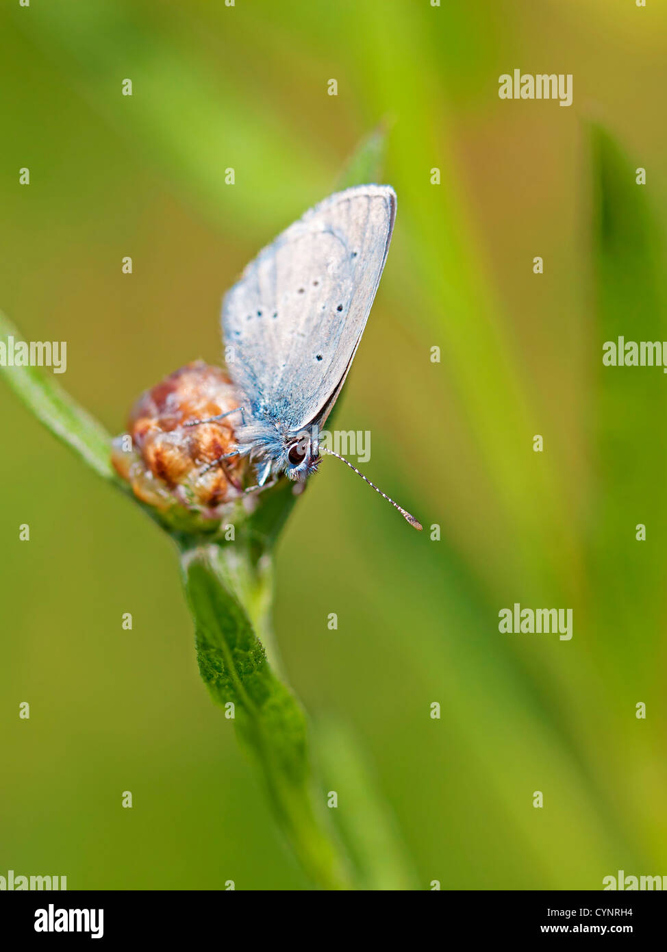Common blue butterfly on a brown ray knapweed Stock Photo