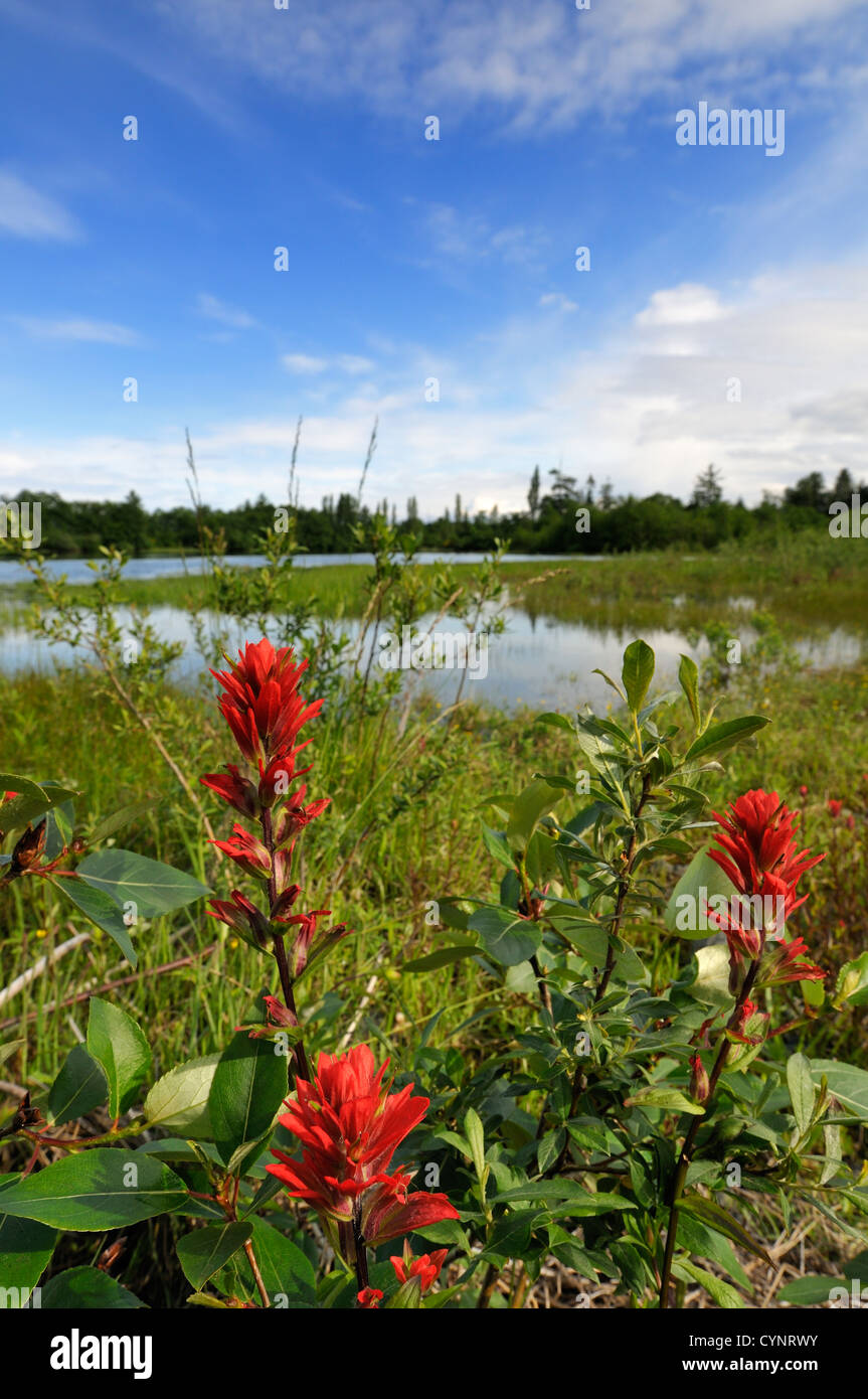 Restored wetland in the Campbell River estuary Stock Photo