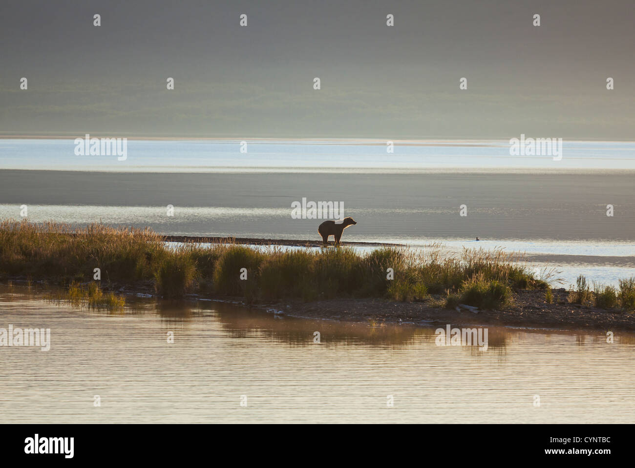 Grizzly bear on Alaska Stock Photo