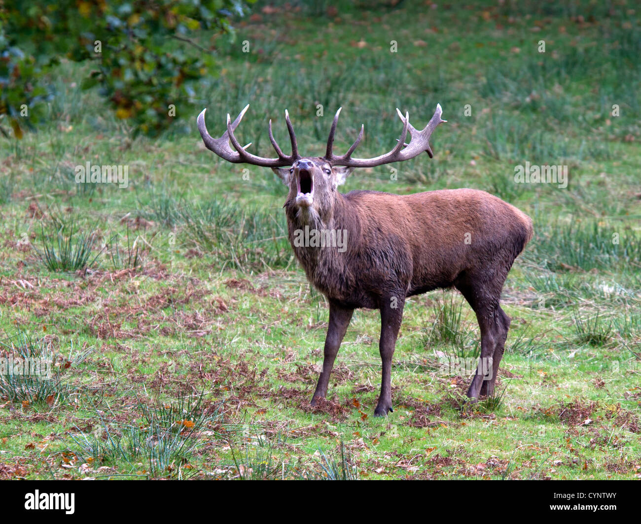 Red deer stag bellowing during rut Stock Photo