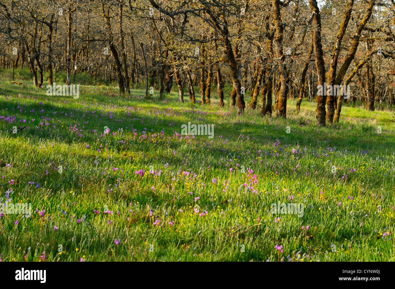 Oregon White Oak (Garry Oak) meadow habitat in spring Stock Photo