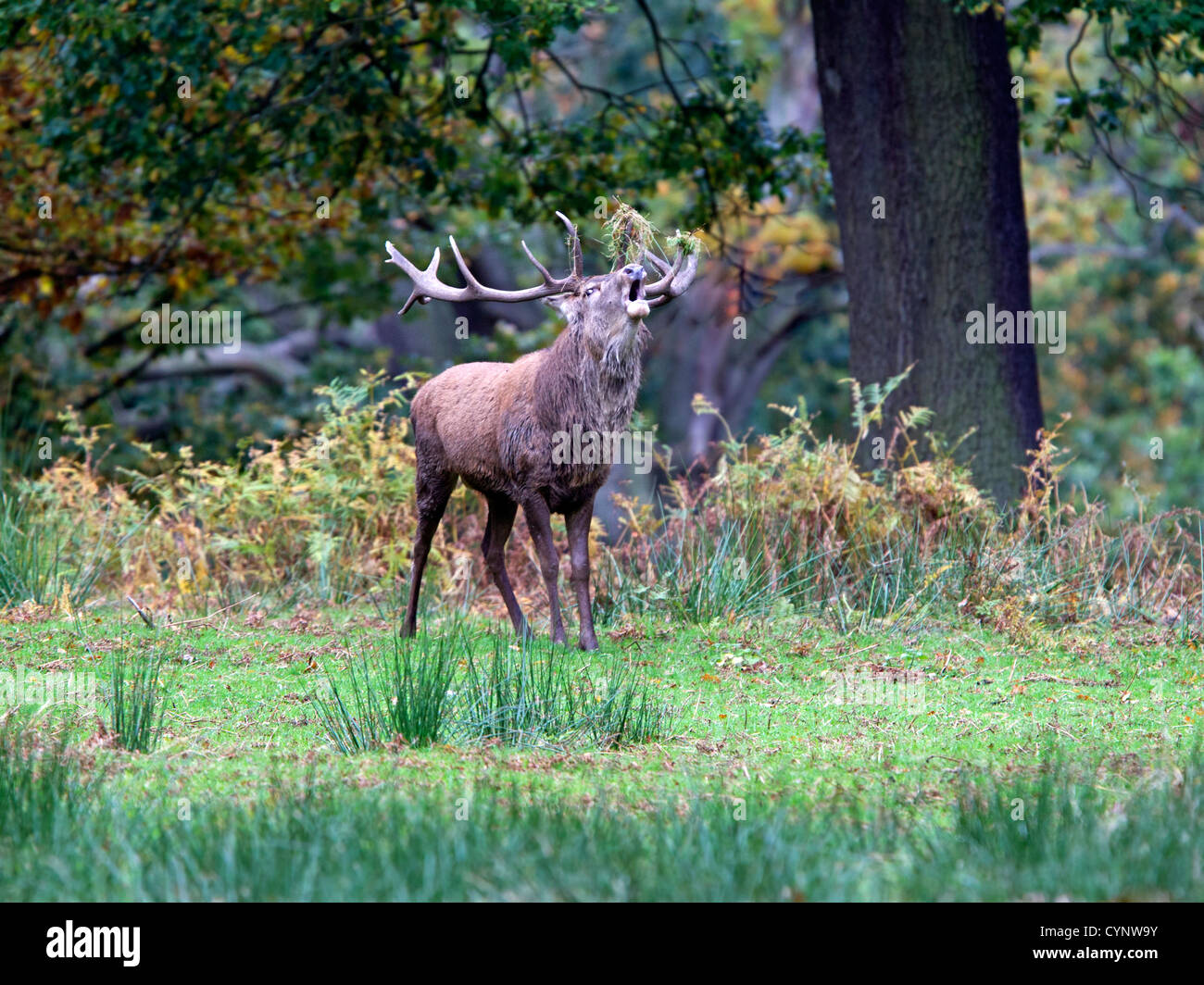 Red deer stag bellowing during rut Stock Photo