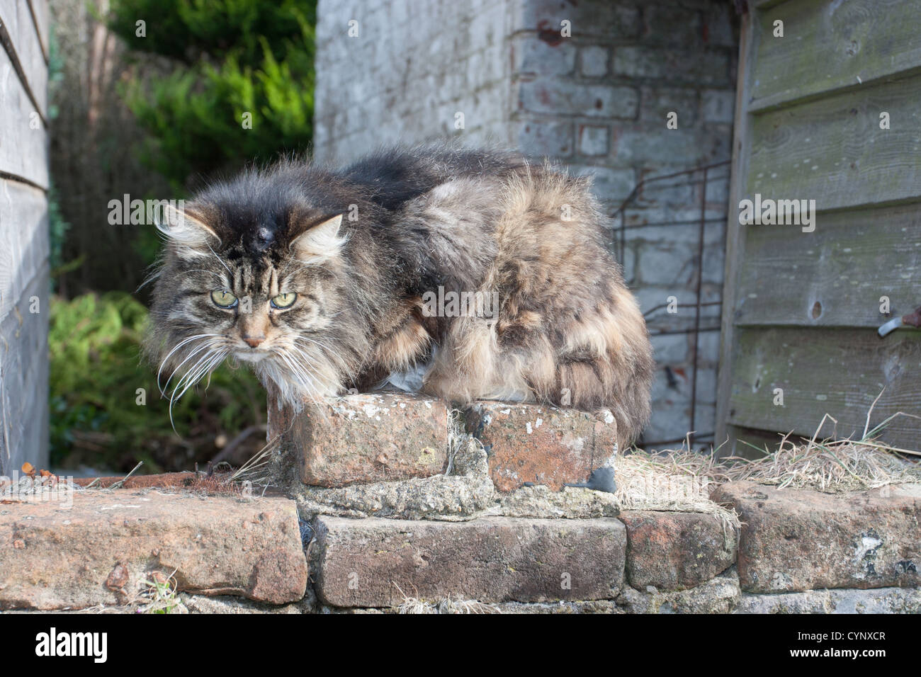 gmle2109 6101 Feral cat sitting on a wall looking at the camera Stock Photo