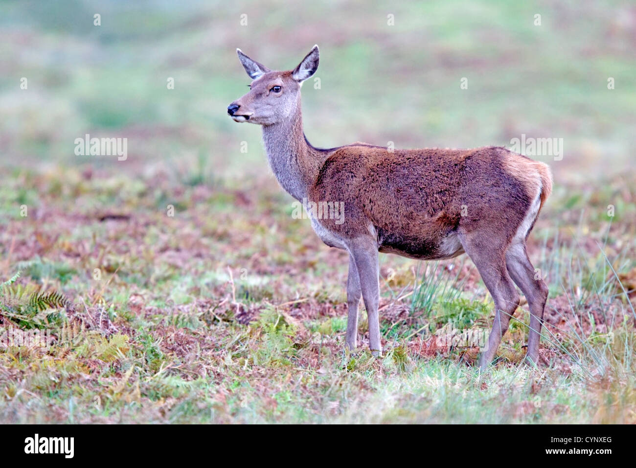 Red deer hind Stock Photo Alamy