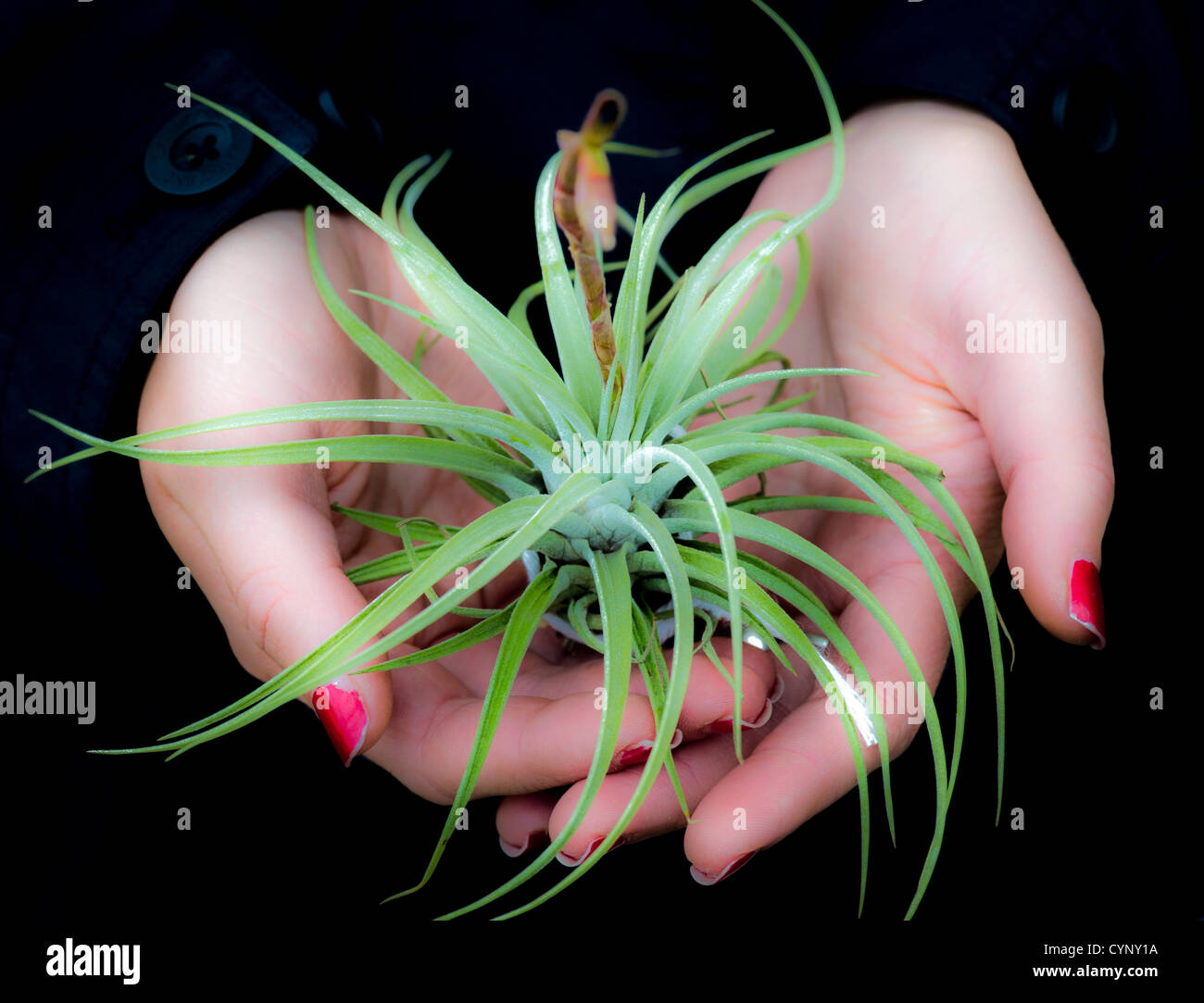 Air plant in hands Stock Photo