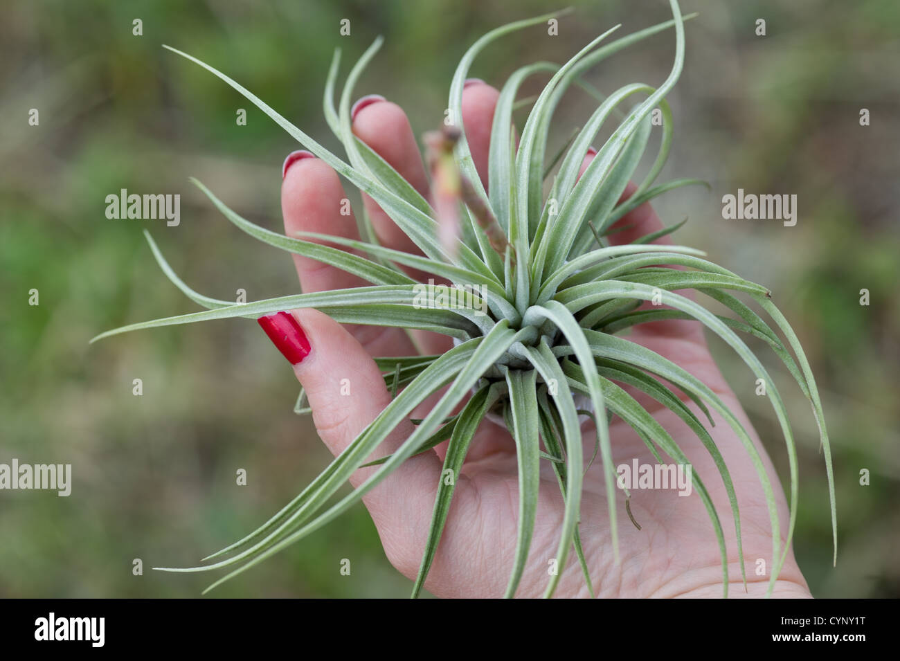 Epiphyte - Air plant - in hand Stock Photo