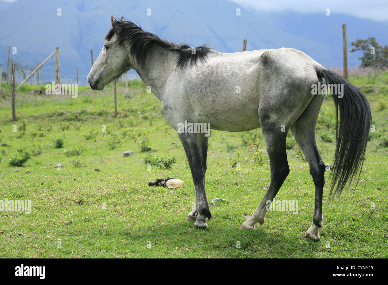 An adult white horse standing in the green grass of a farmers pasture in Cotacachi, Ecuador Stock Photo