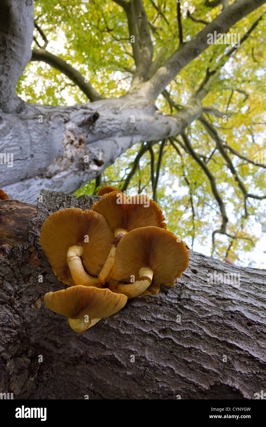 Honey fungus tree hires stock photography and images Alamy