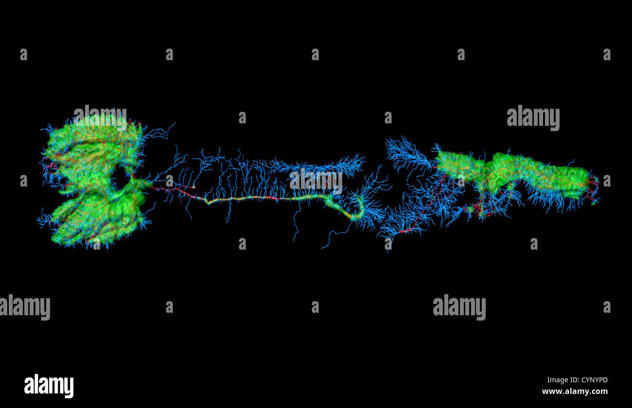 Neurons of Caenorhabditis elegans, a free-living transparent nematode (roundworm), about 1 mm in length. Stock Photo