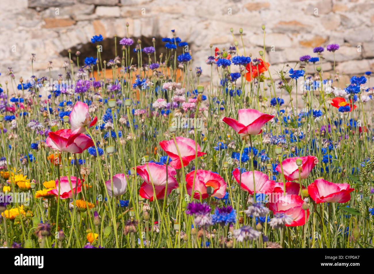 a flower in a pre vallorcine haute savoie France Stock Photo