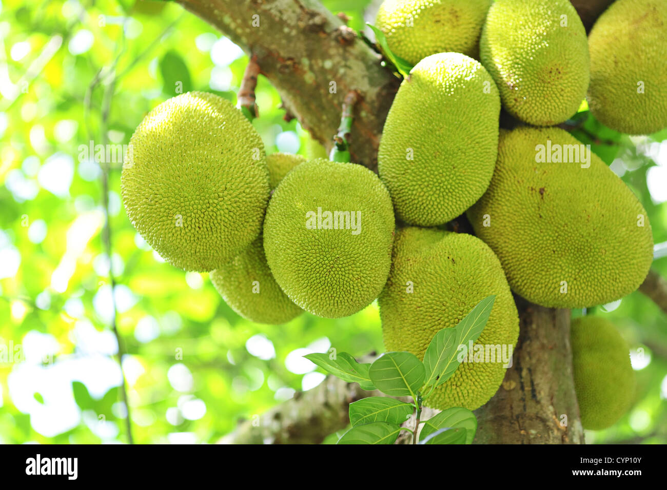 Jackfruit on tree Stock Photo Alamy