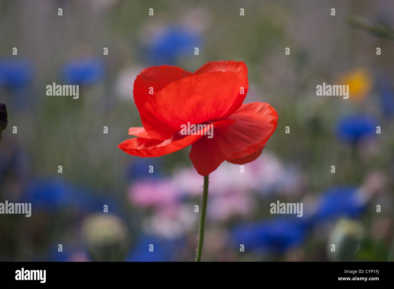 a flower in a pre vallorcine haute savoie France Stock Photo