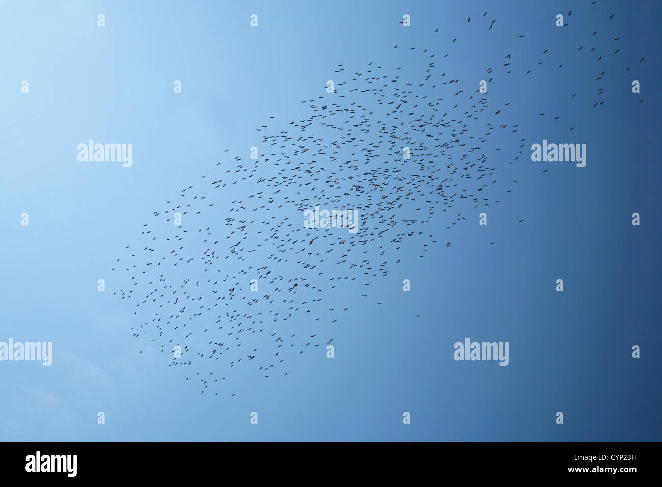 Pack of birds hi-res stock photography and images - Alamy