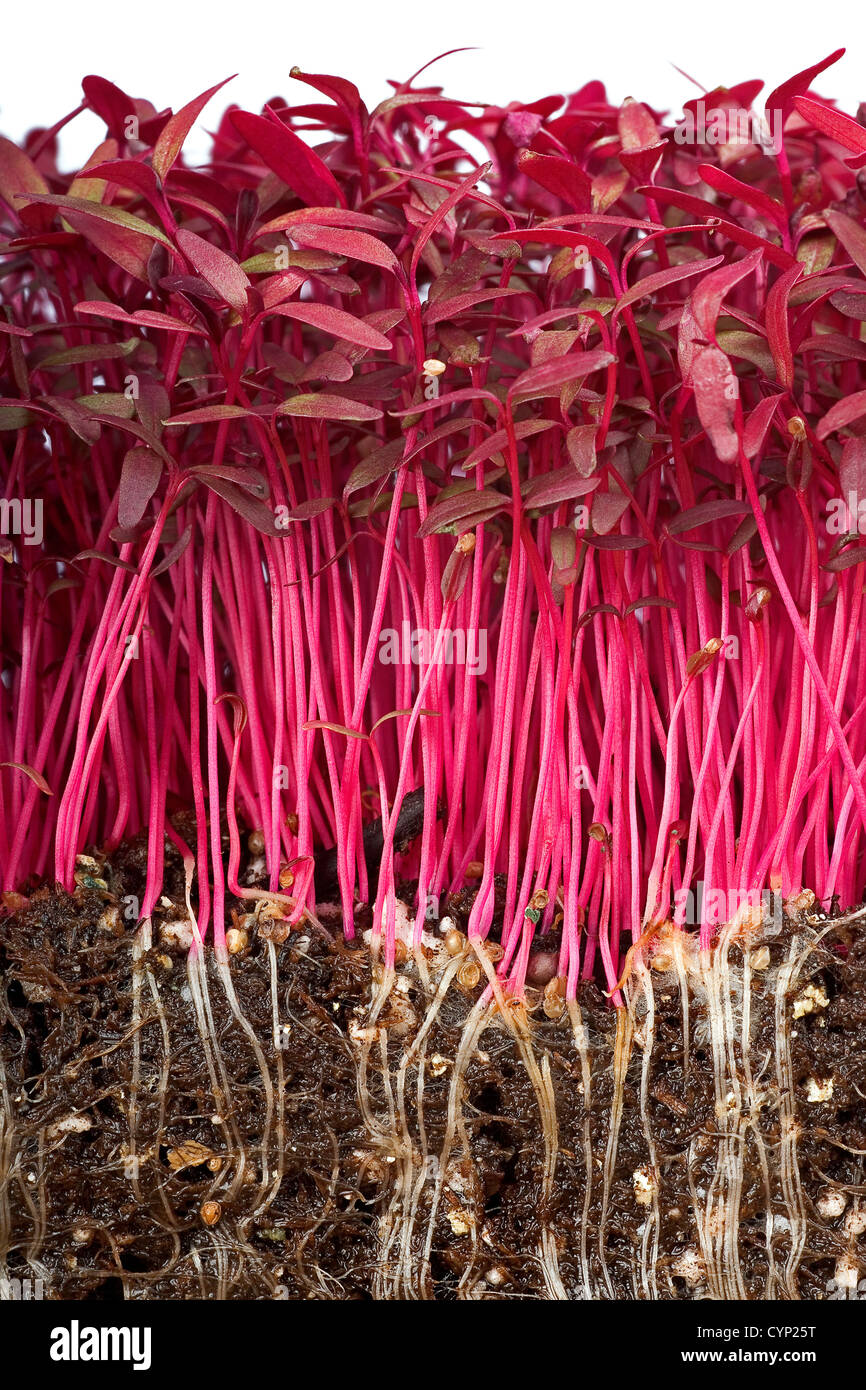 Amaranth plant hires stock photography and images Alamy