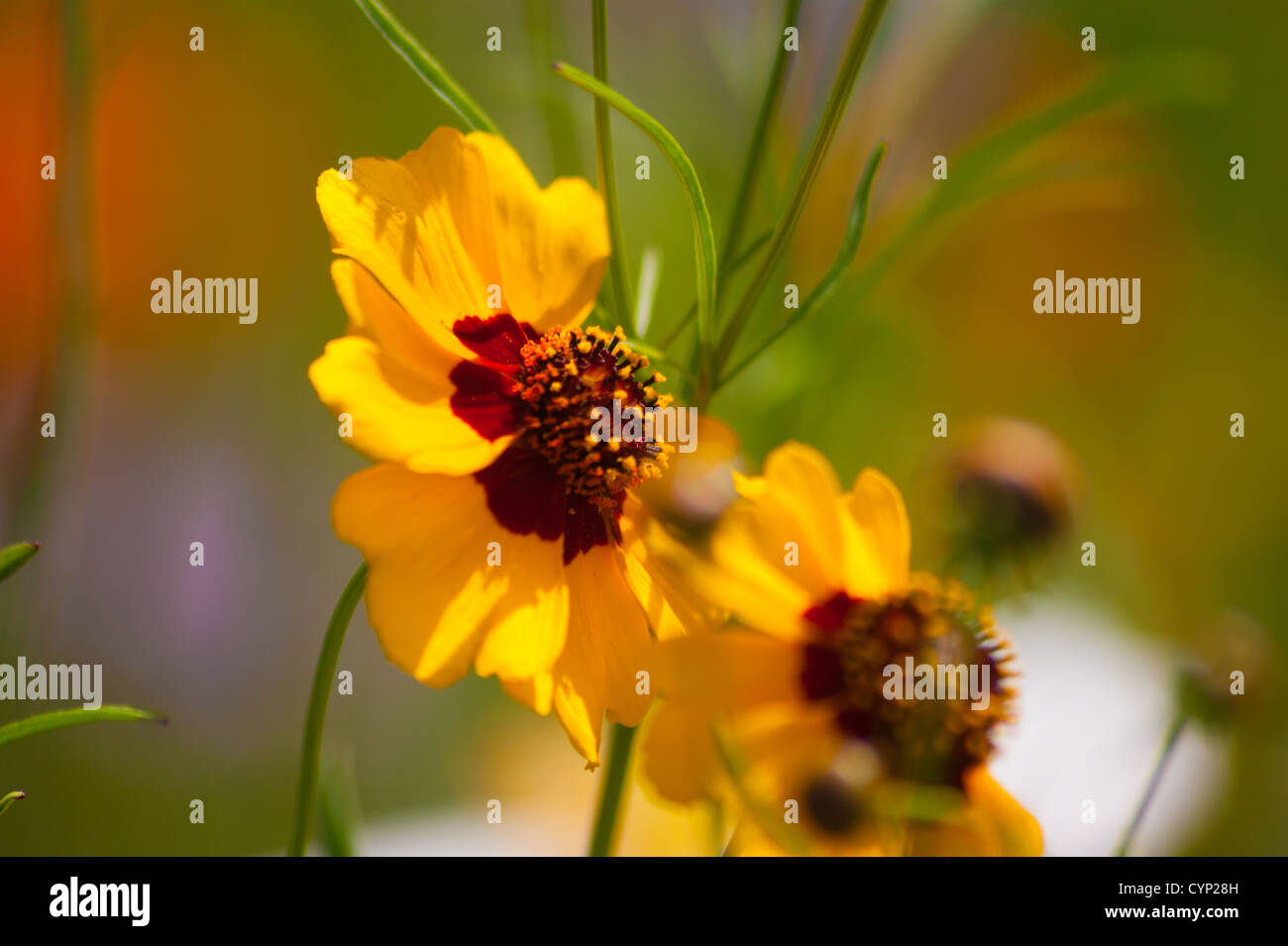 a flower in a pre vallorcine haute savoie France Stock Photo