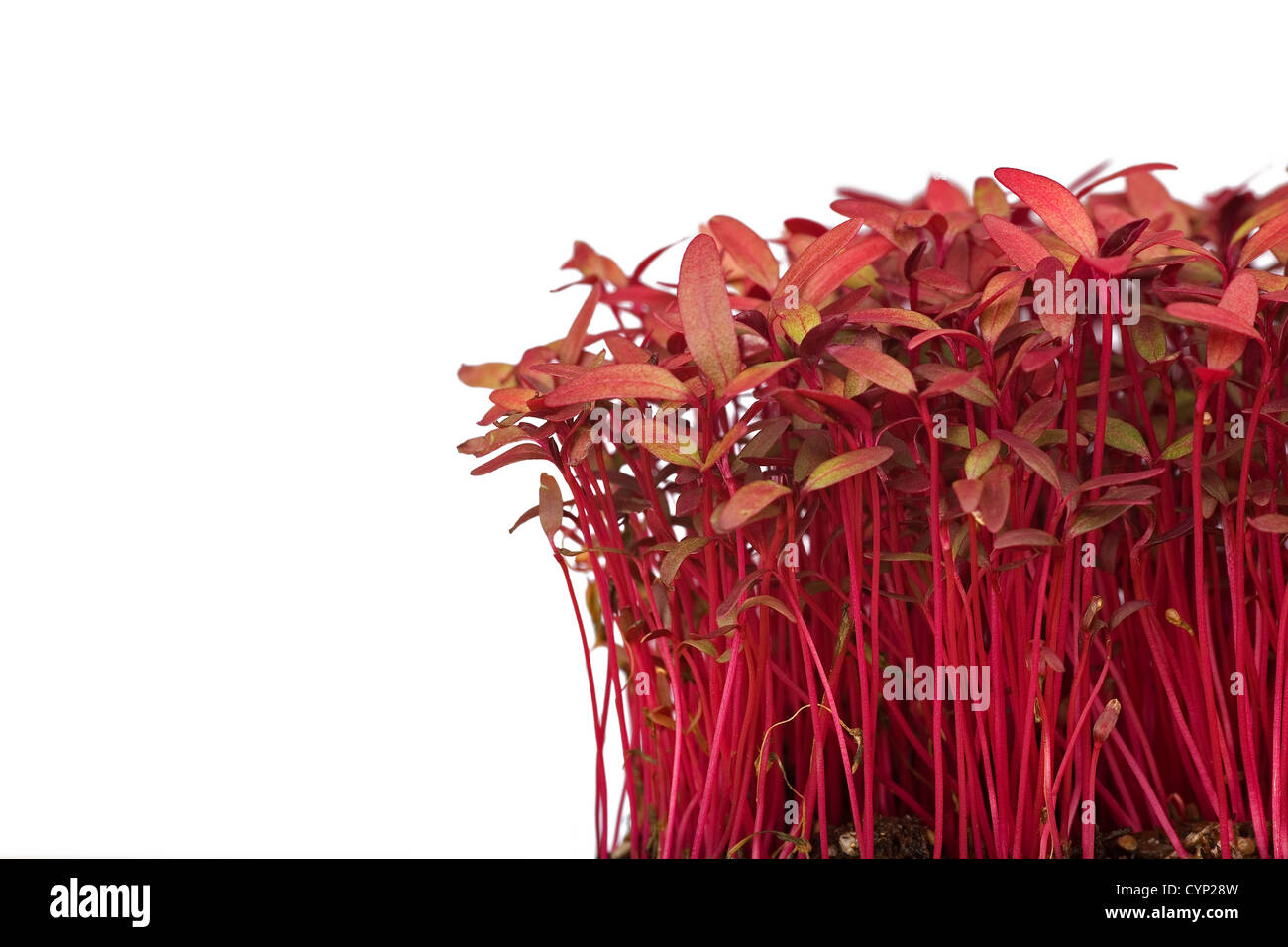 red fragile amaranth seedlings iso0lated on white Stock Photo