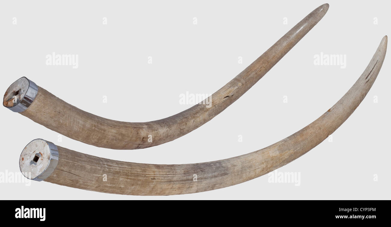 A pair of elephant tusks,Africa,20th century An impressive pair of