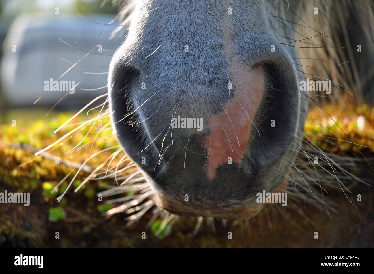 Close up of horse nose and nostrils Stock Photo - Alamy