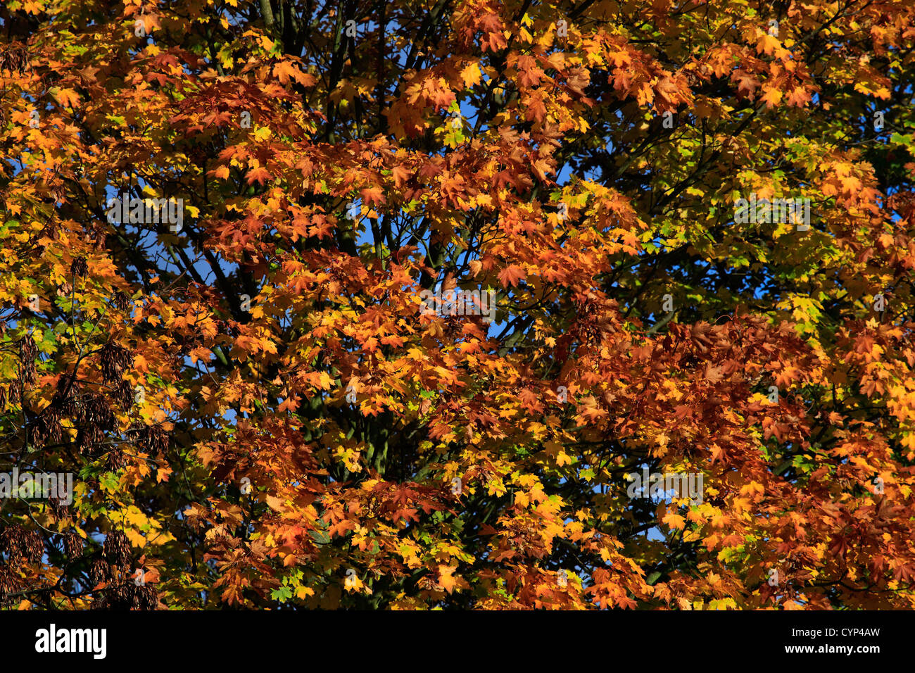Maple tree leaves in autumn colours, (Acer platanoides Stock Photo - Alamy