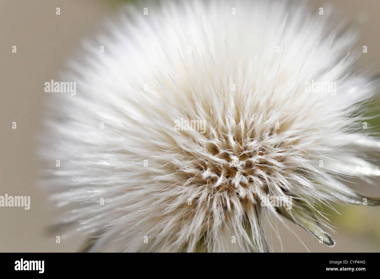 Macro shot dandelion seed hi-res stock photography and images - Alamy