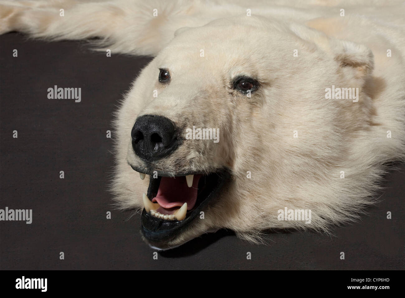 A polar bear's skin,Greenland,20th century. Skin of a polar bear(Ursus