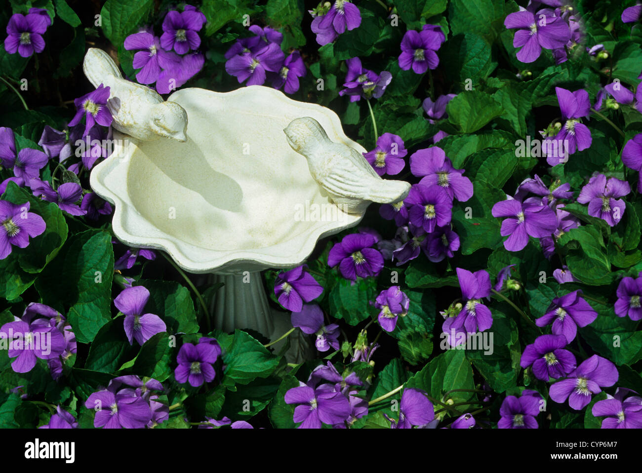Close up colorful lavender spring wild violets, Viola sororia and a miniature white birdbath, New Jersey, USA, Us, American, violets viola sororia Stock Photo