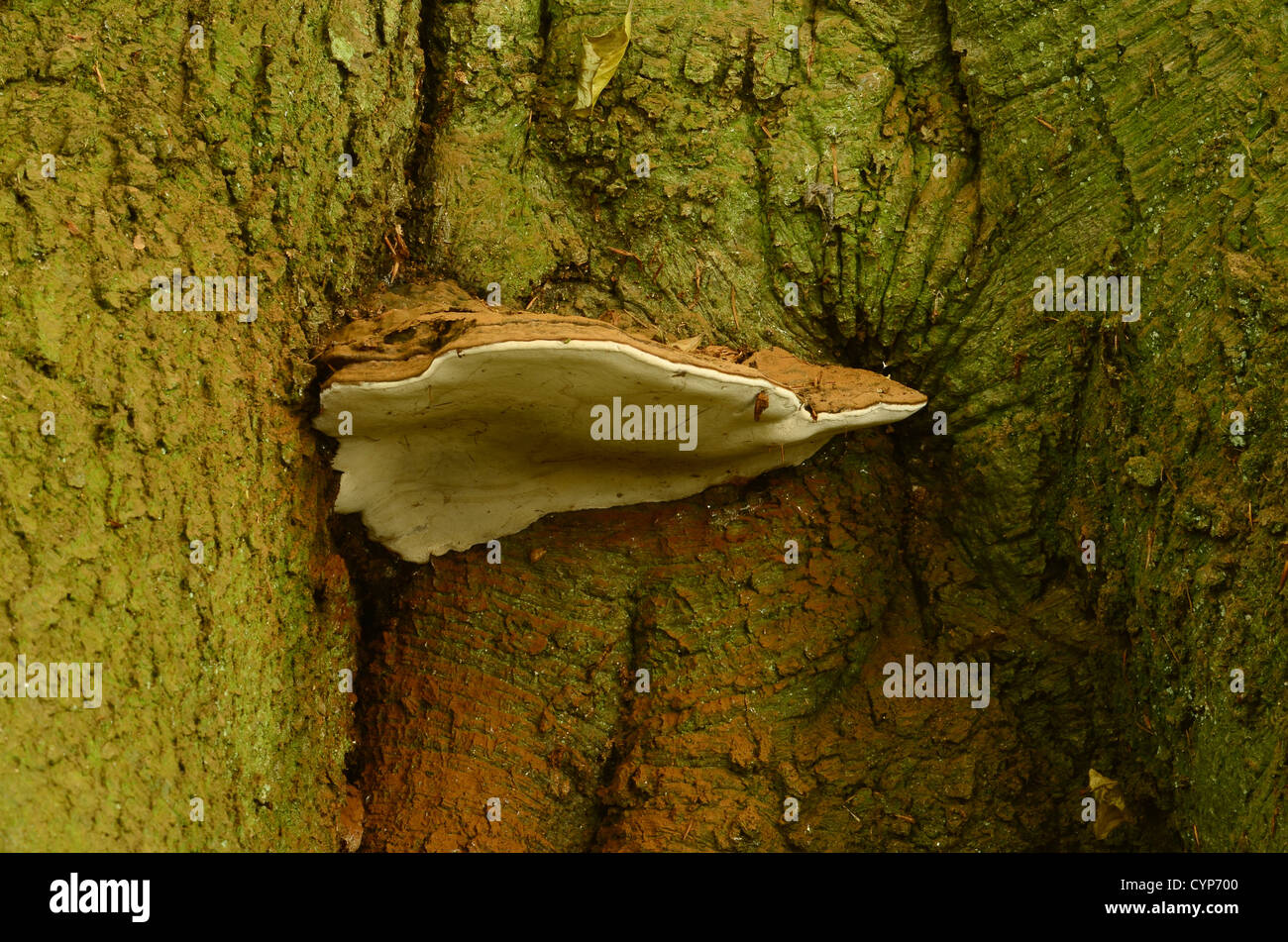 Shelf Fungi growing on living tree Stock Photo