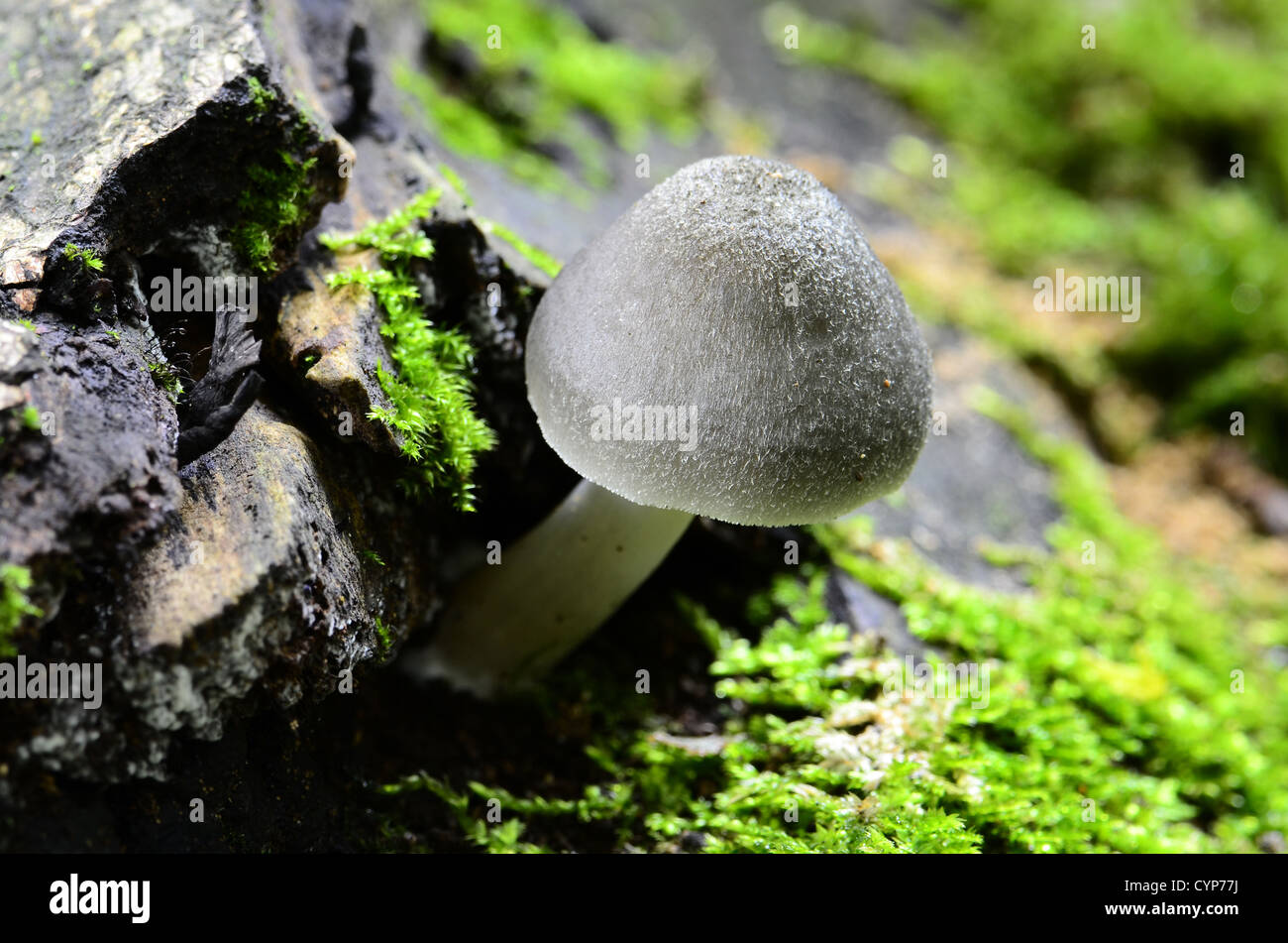 Autumn Mushroom Stock Photo