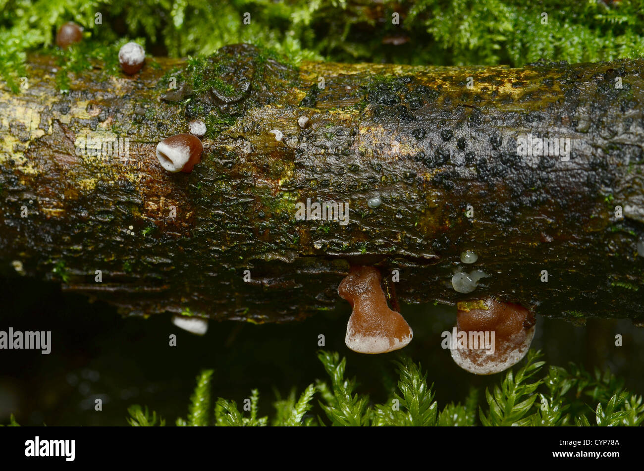 Fungi growing on log Stock Photo