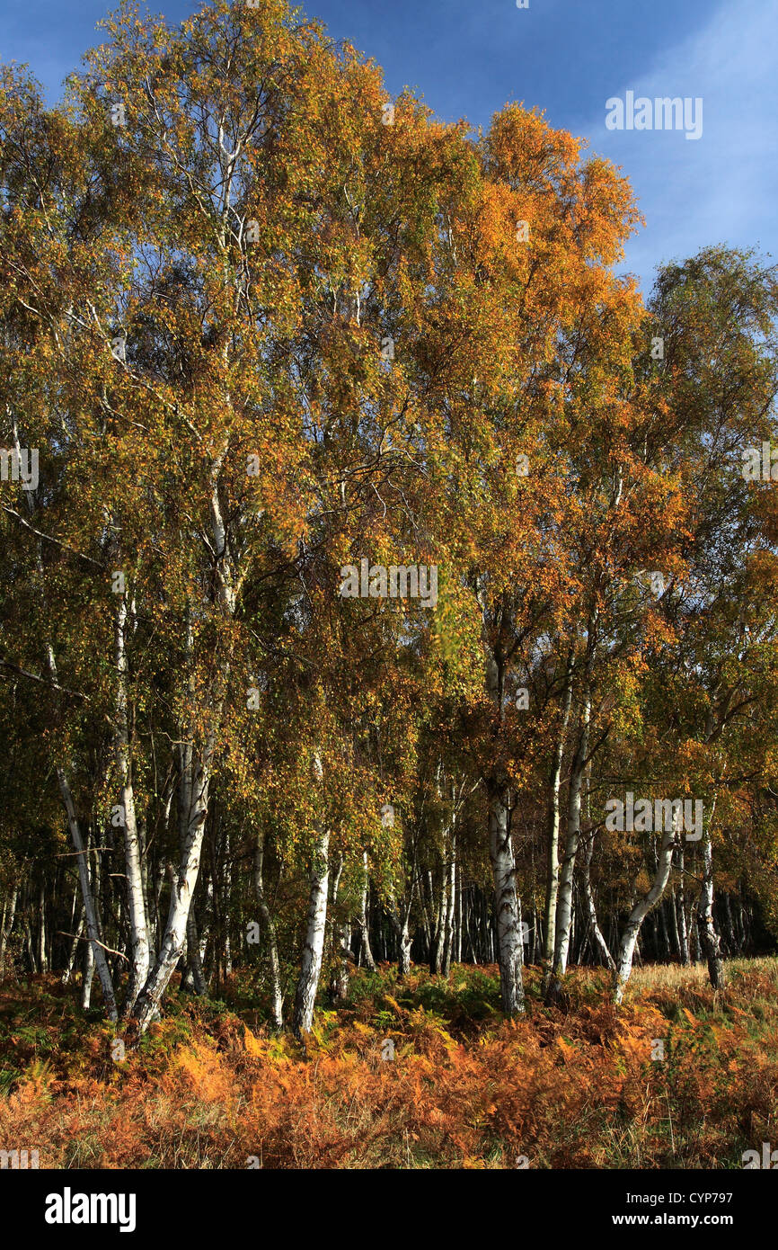Autumn Landscape pattern of Silver Birch Trees (Betula pendula) in woodland, New Forest, Hampshire, England, UK Stock Photo