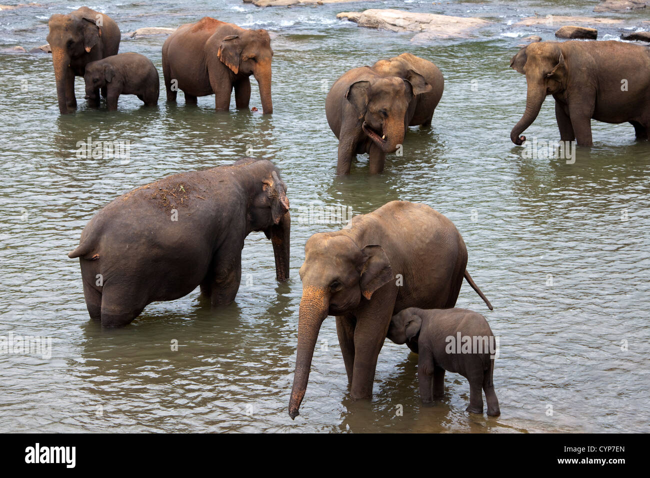 Herd of elephants from Pinnawala Elephant orphanage, Kegella, Sri Lanka Stock Photo