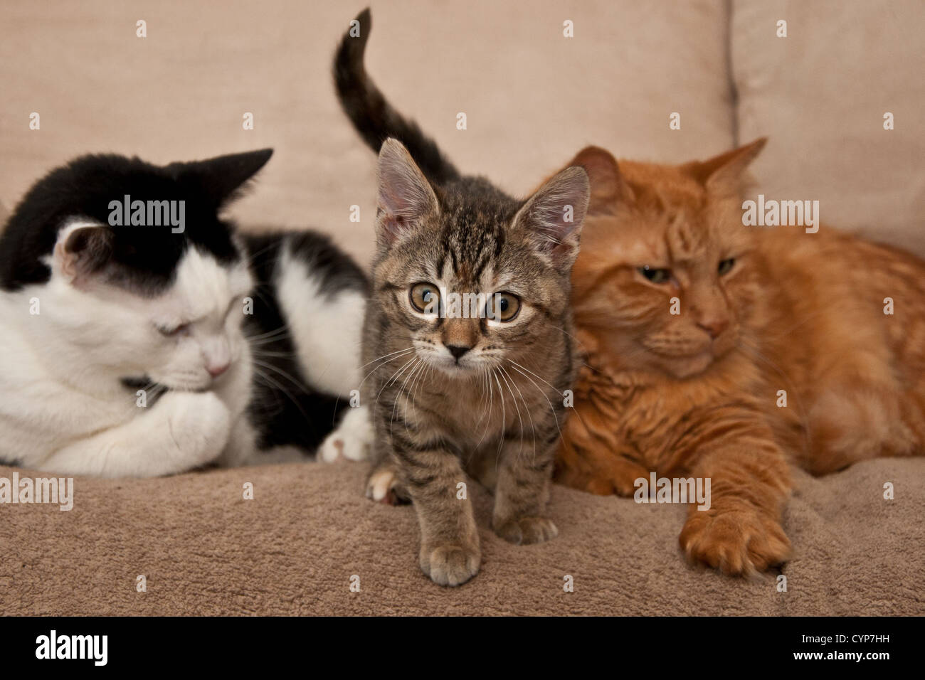 Схема white cat от la-d-da. One cat two cats three cats. Cats communicate png. One cat two cats three cats. One cat two cats three cats.