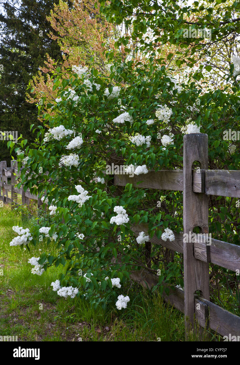 Garden border flowers row hires stock photography and images Alamy
