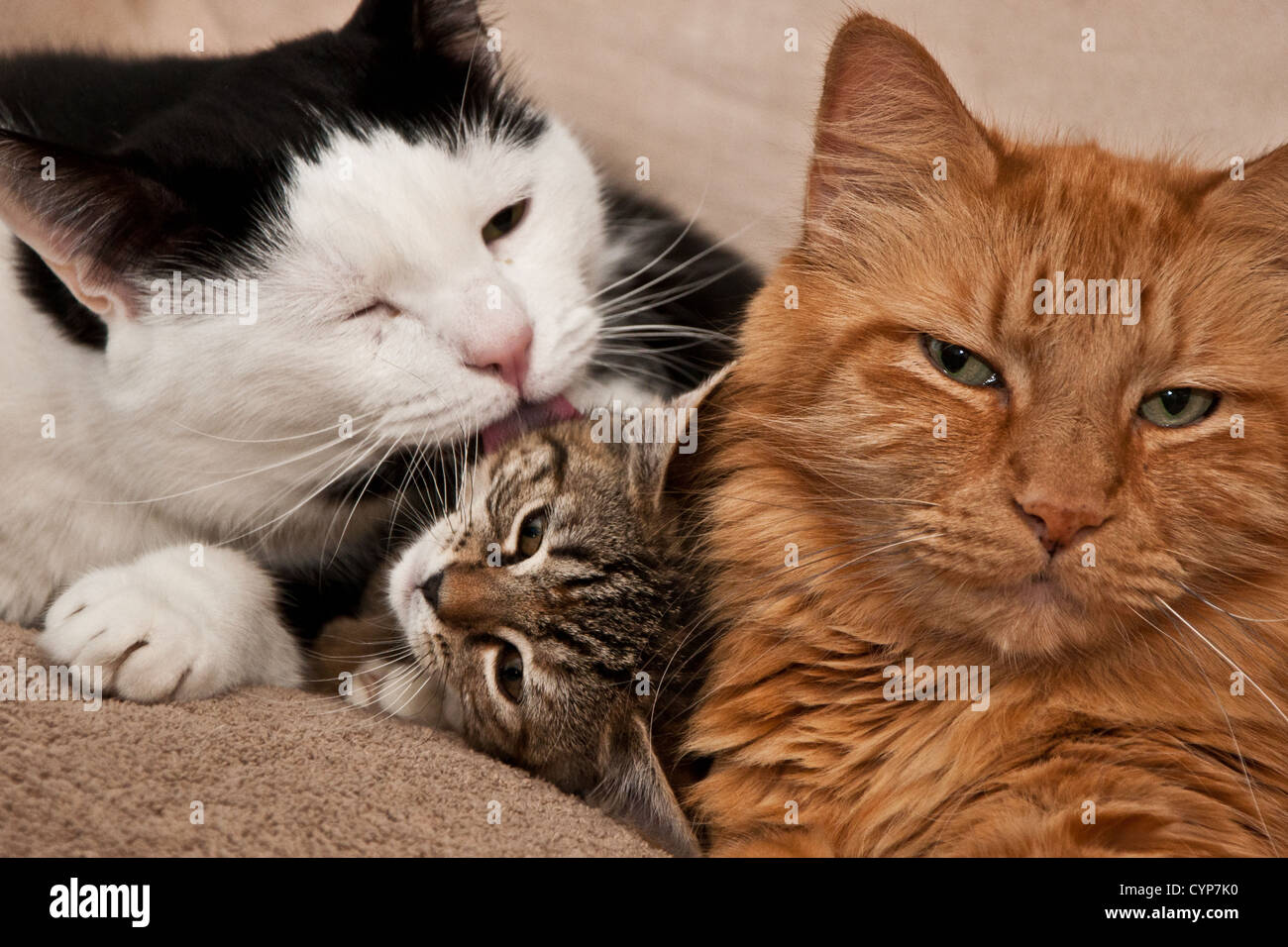 Feline Family Stock Photo