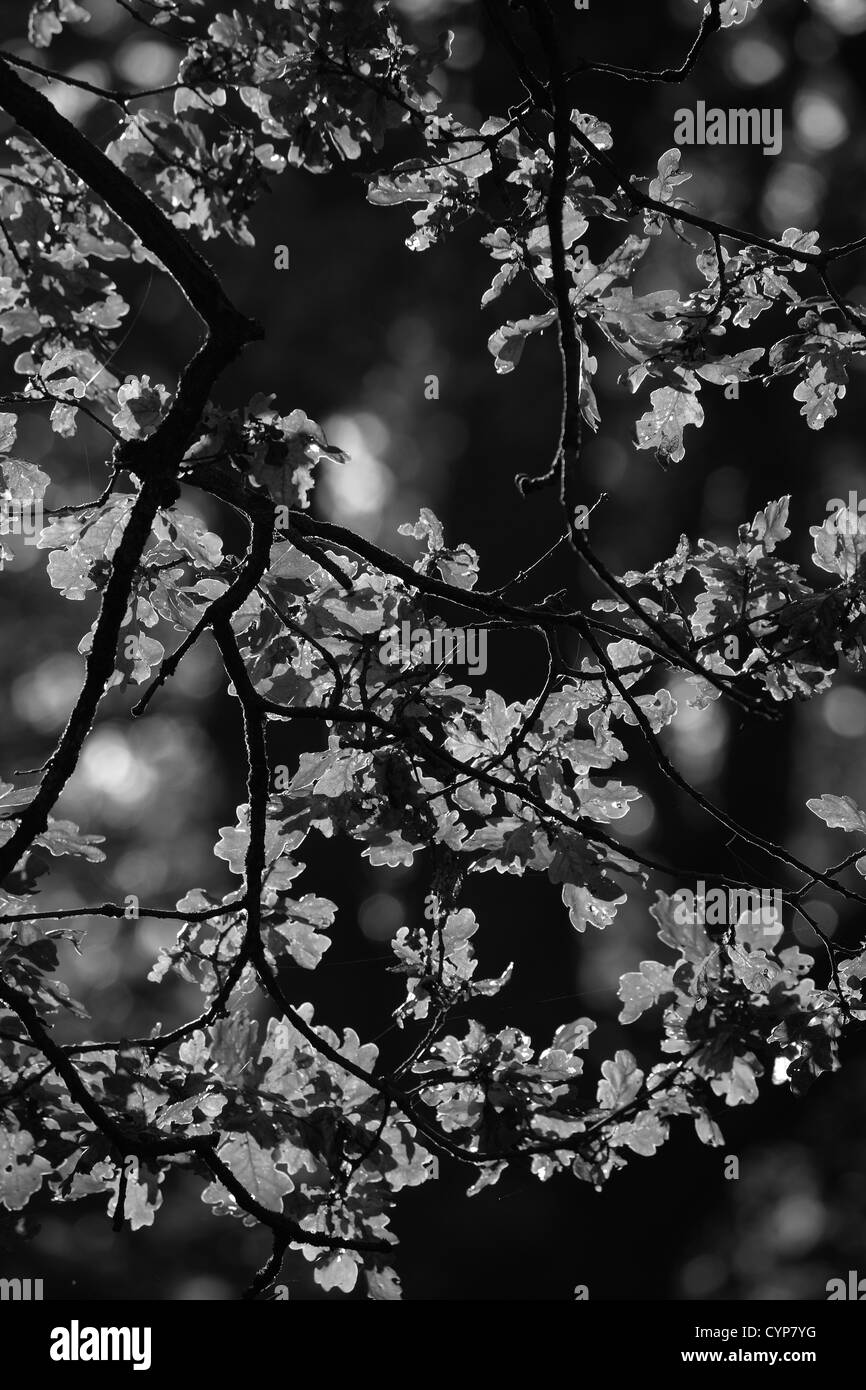 Black and White Landscape English Oak leaves autumn colours, Quercus robur Stock Photo