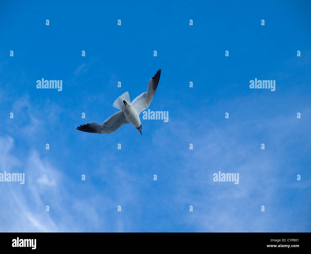 Seabird flying with widespread wings against blue sky. Stock Photo