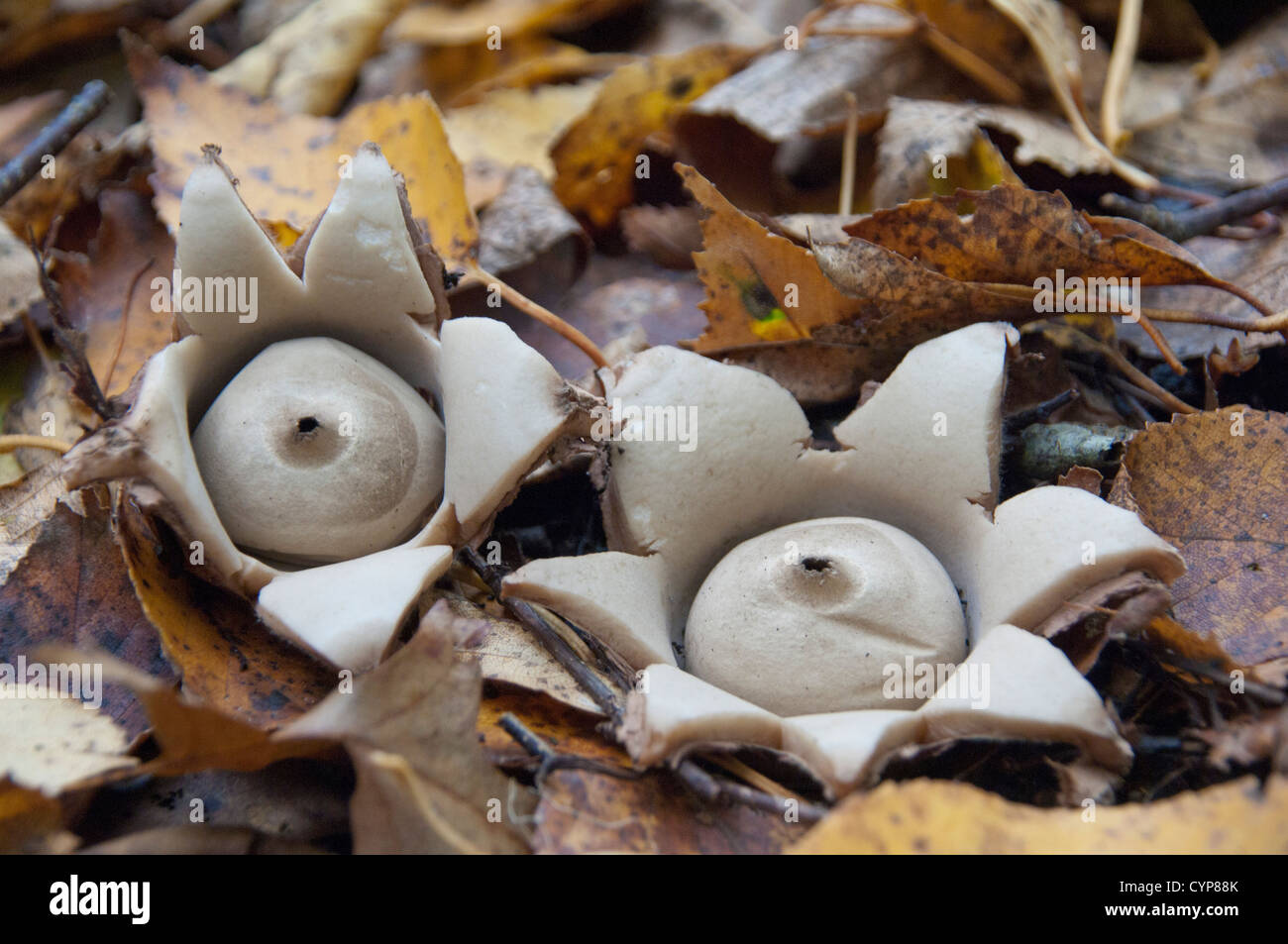 geastrum triplex fungi, earth star on woodland floor Stock Photo