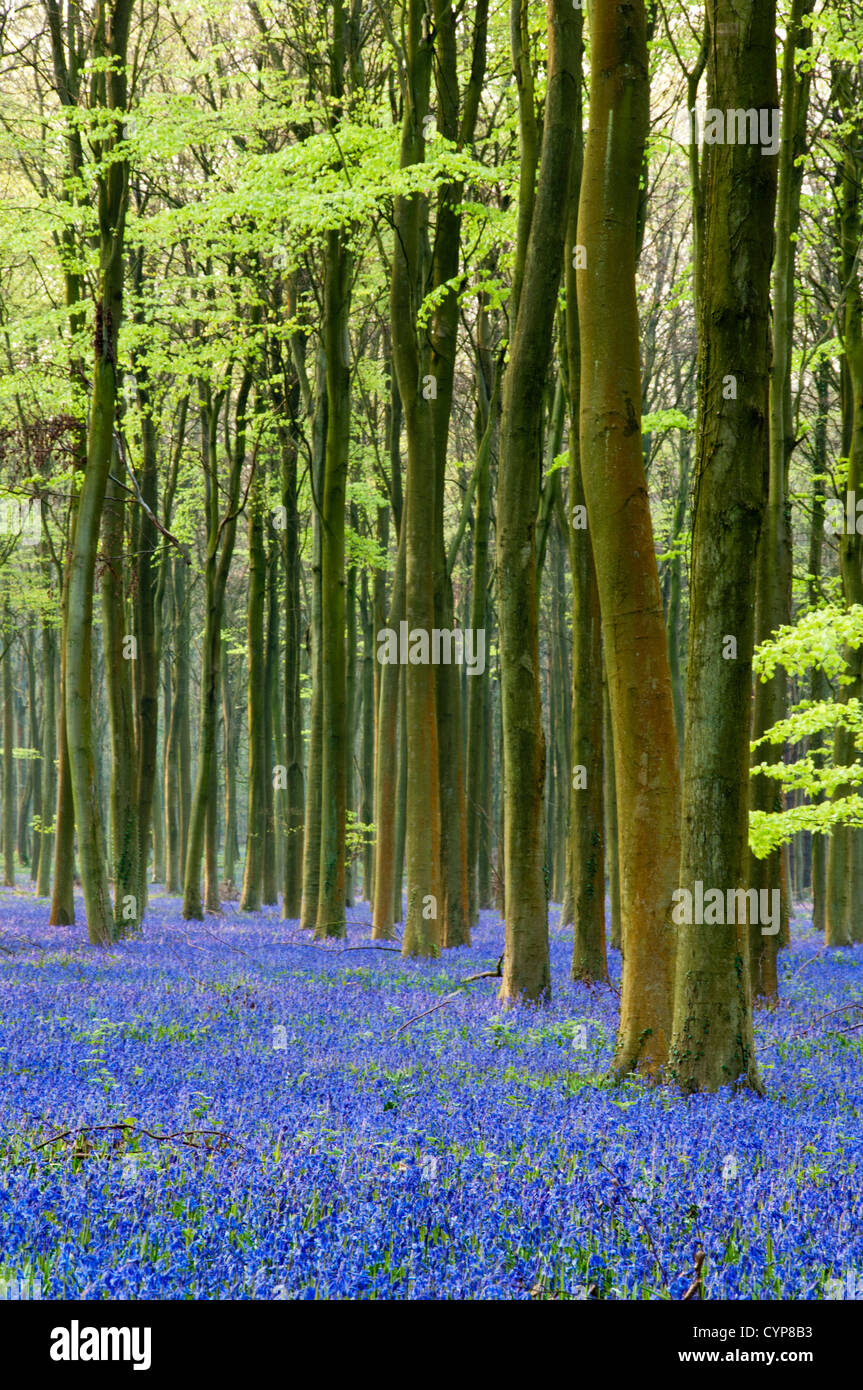 english bluebells in a beech woodland in sussex.uk Stock Photo