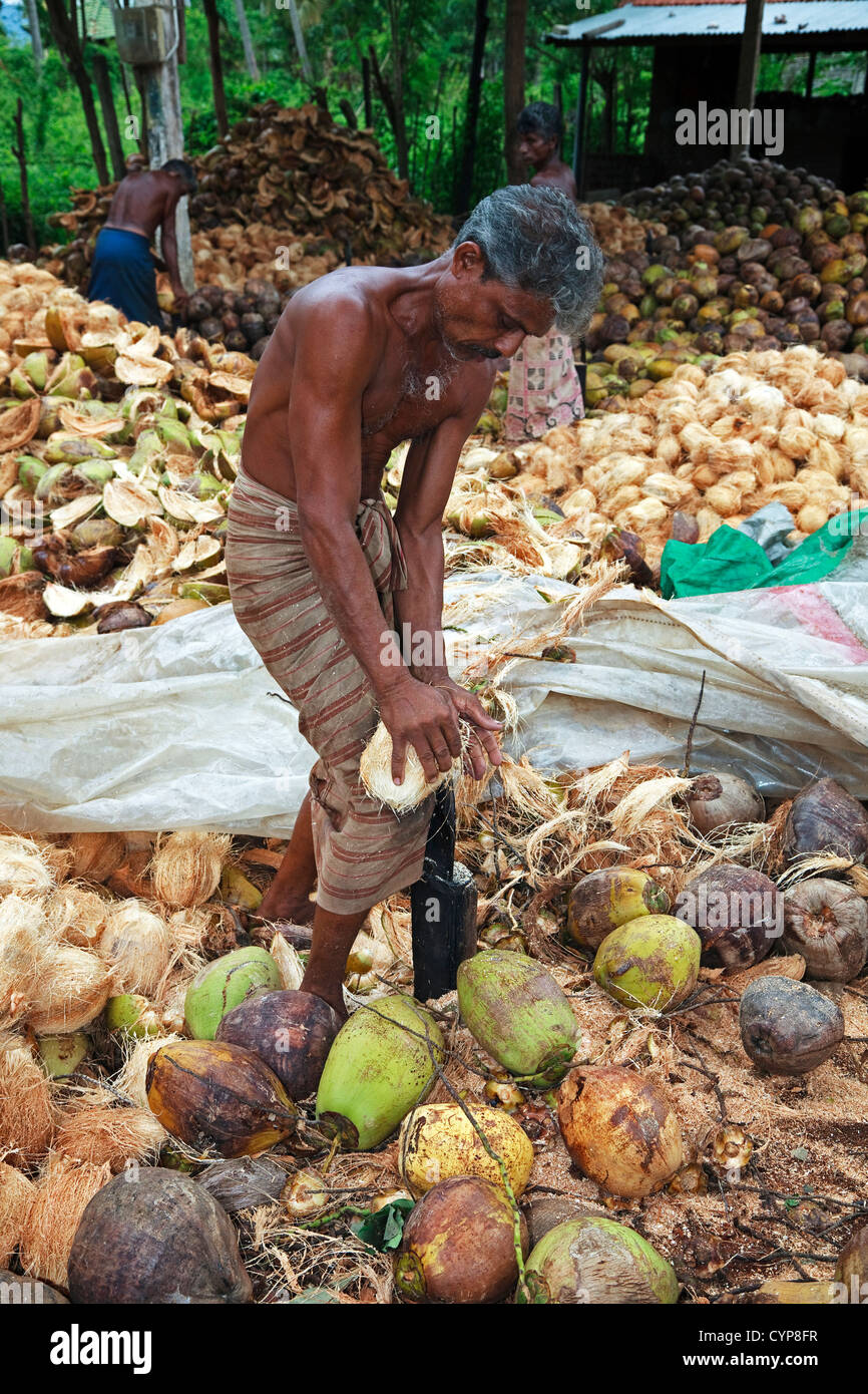 Men from Sri lanka splitting coconuts to get the fibre husk from it. Stock Photo