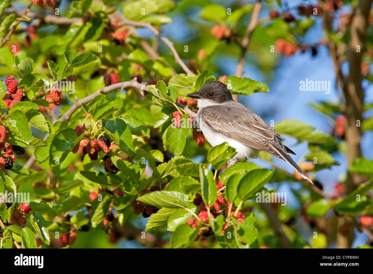 Eastern Kingbird bird songbird perching perched in Mulberry Tree Stock Photo
