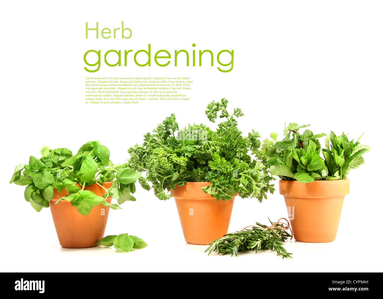 Clay pots with herbs on white background Stock Photo Alamy