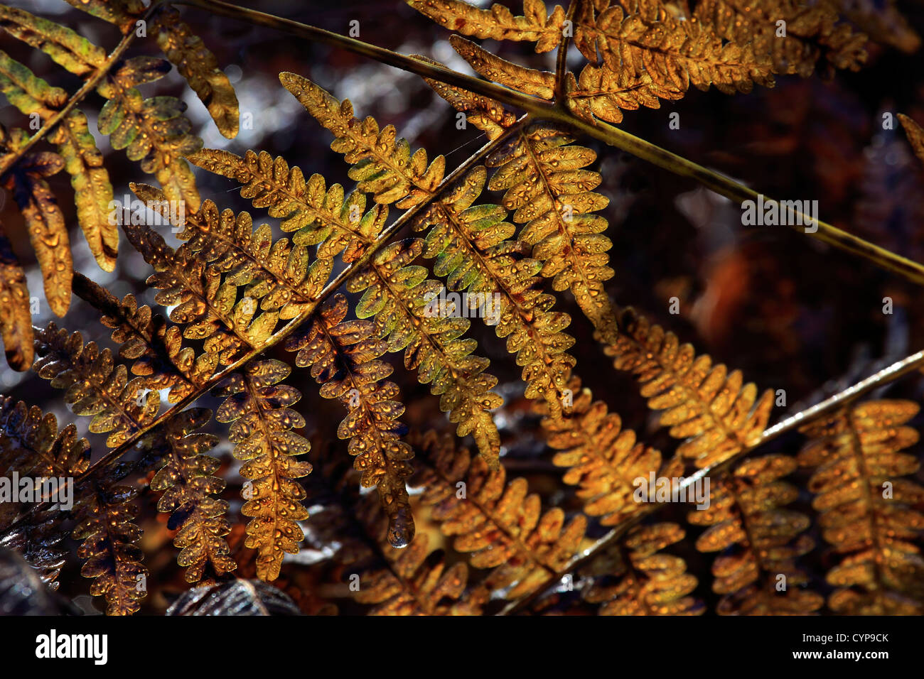 Backlit Autumn coloured Fern Bracken fronds, woodland in the New Forest, Hampshire, England, UK Stock Photo