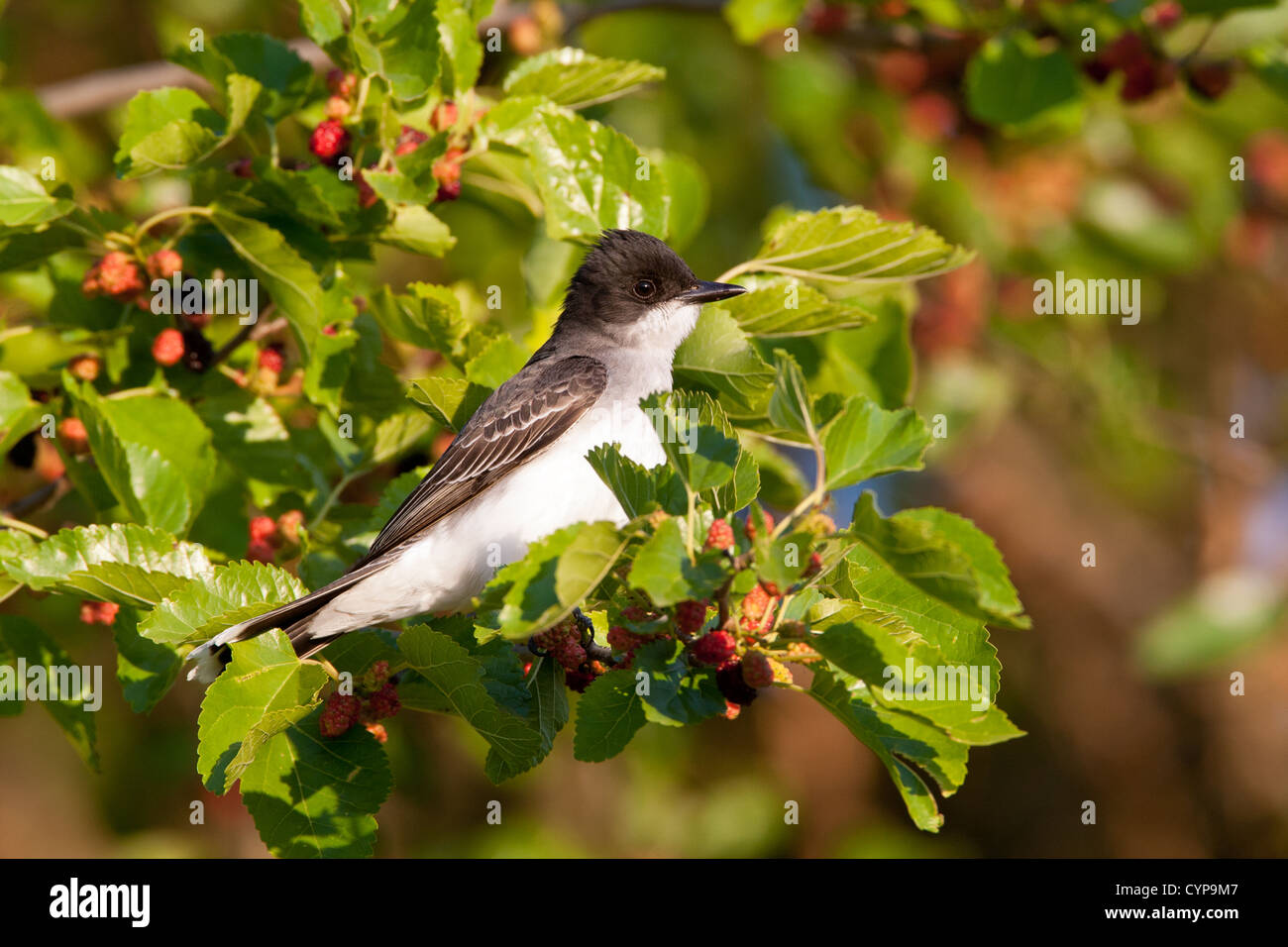 Eastern Kingbird bird songbird perching perched in Mulberry Tree Stock Photo