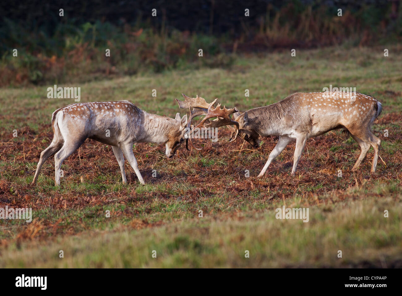 Fallow Deer Stags Dama Dama Fighting During the Rut England UK Stock Photo