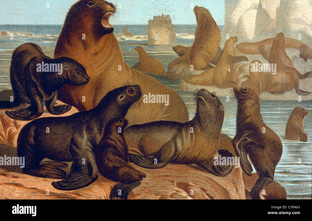 Sea Lions, Chromolithograph, 1898 Stock Photo